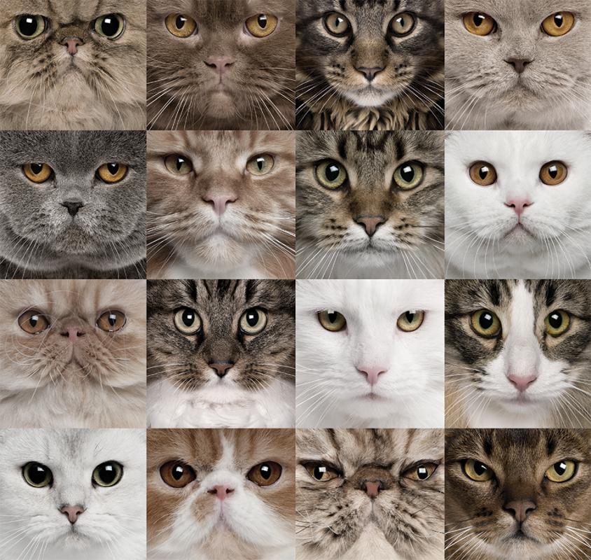 Animals 001
