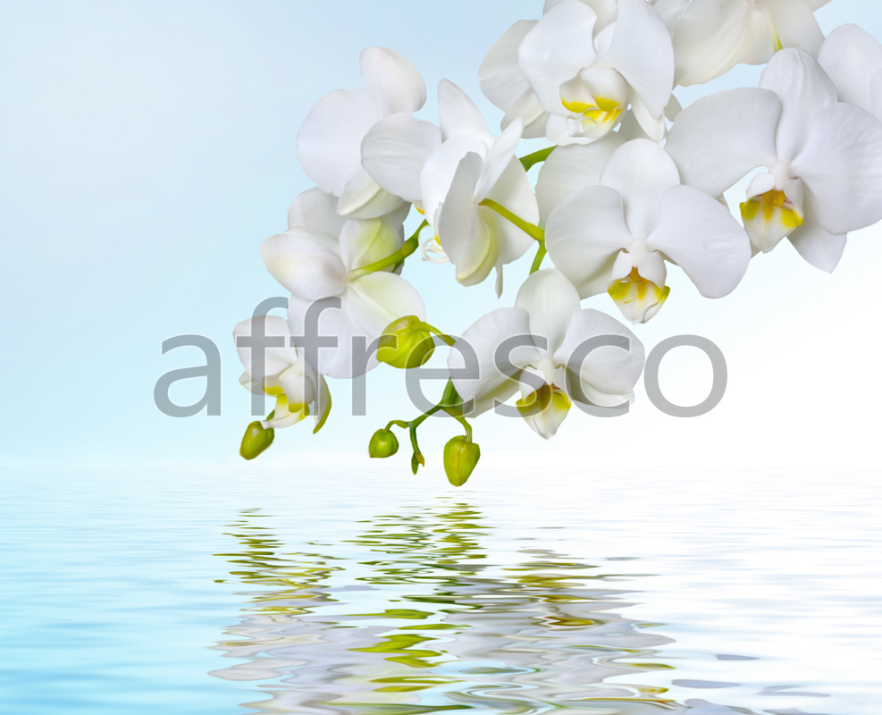 Отражение белой орхидеи ,  арт. ID12673. Фактура: Beze