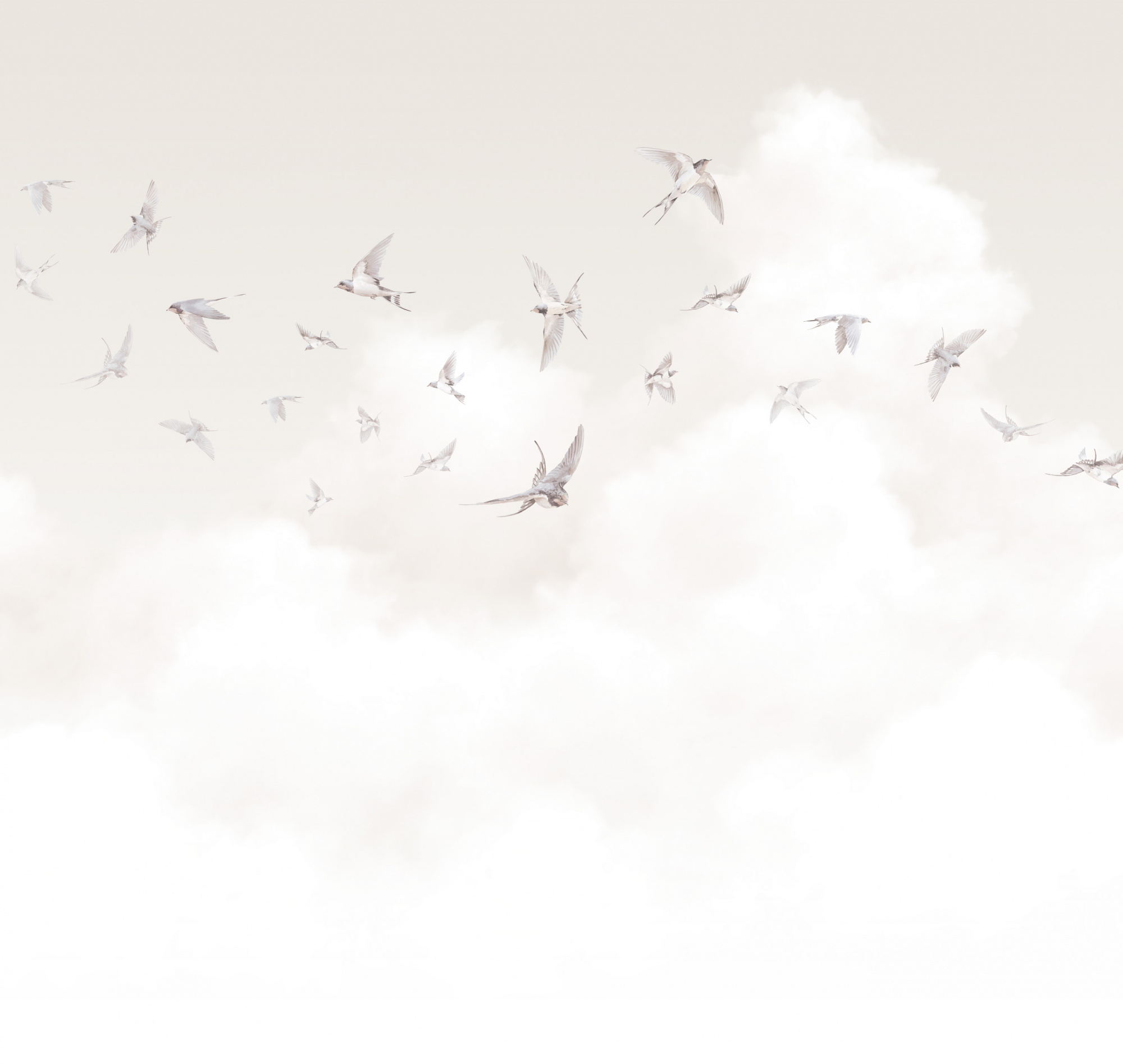 Spring Swallows AM11 001